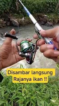 Langsung di makan ‼️mancing d spot ikan babon #mancing #fishing #mancingmania #fihsing #strike