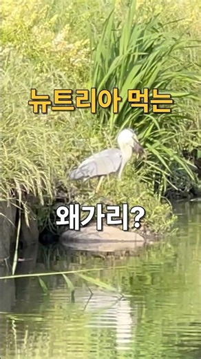 왜가리가 뉴트리아를 먹는다고?