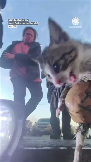 Feisty Kitten Rescued From Flooded Sewer