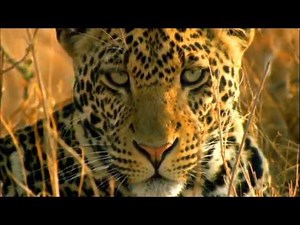 Animal Planet's Survival Guide Serengeti: Leopard