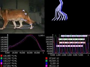 Dog Gait Analysis in 3D with Simi Motion