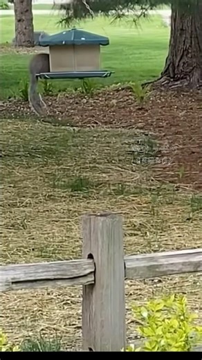 [Good luck!] #squirrel #cute #adorable #tryinghard #squirrel #shorts #comedy