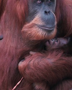 538K views · 11K reactions | This beautiful baby orangutan was recently born at Chester Zoo. Sumatran orangutans are critically endangered, so every single one counts! | IFLScience | Facebook