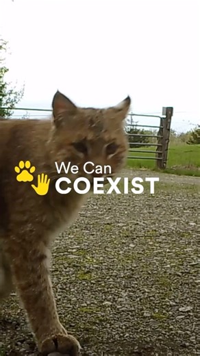 🐾 🖐️ 🌍 How do you #coexist with wildlife? Coexistence is a sustainable state where humans and wildlife share landscapes — with minimal risk to both people and animals. When coexisting with wildlife, our actions, behavior and attitudes toward wildlife and their habitats enable their populations to thrive. We are creating an environment where humans are stewards of the land, valuing wildlife and the role they play in maintaining the health of the natural world. Click the link in our bio to lear