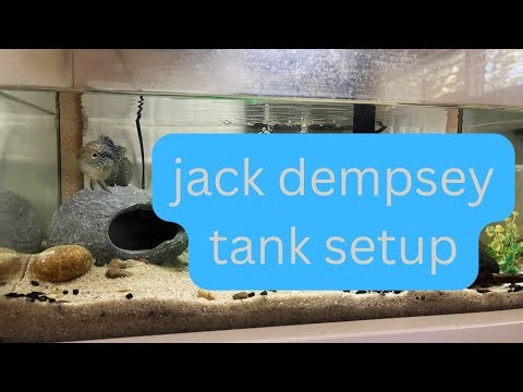 Jack dempsey tank setup