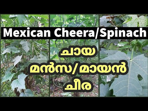 Mexican Cheera | Chaya Mansa (Mayan Spinach) Spinach Tree | Benefits