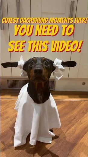 Cutest Dachshund Moments Ever! 🐶🧡