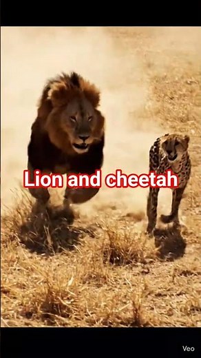 Lion vs Cheetah – Who is the King of the Jungle?" 🦁🐆 #animals #leopard