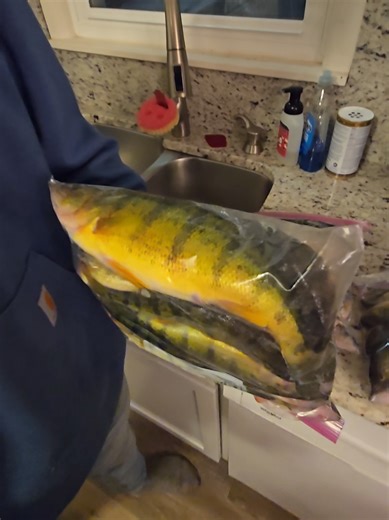 Fried Perch bites for dinner? #fishinglife #lakesimcoe #perch