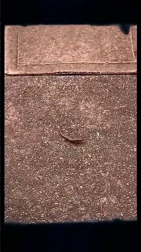 Lizard Tail Detachment Demonstration#lizard #reptiles #nature #wildlife