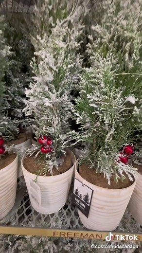New Live Christmas Trees at Costco for a Festive Holiday Season!