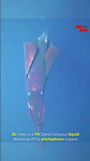 Mesmerizing 7-Foot Squid Lights Up the Waters | Incredible Underwater Footage 🦑✨