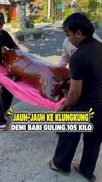 JAUH-JAUH KE KLUNGKUNG DEMI BABI GULING 105 KILO
