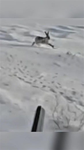 Rabbit Rushed In Front Perfect Split-Second Shot #hunting #harehunting #deerhunting #rabbit #shorts