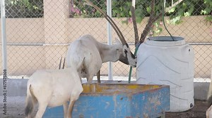 Oryx Long Horn beautiful animal high quality Footage. The Arabian oryx or white oryx (Oryx leucoryx) is a medium-sized antelope with a distinct shoulder bump, long, straight horns, and a tufted tail.