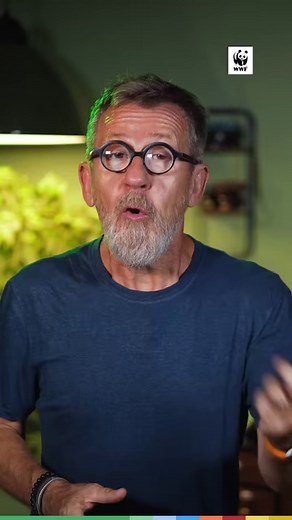 Vénéré comme un dieu en Chine, le panda géant est un animal unique ! Découvrez les spécificités de cette grosse boule de poils 🐼🐾WWF-France #Epicurieux #Jamy #vulgarisation #culturegénérale #nature #environnement #animaux #panda #WWF | Epicurieux