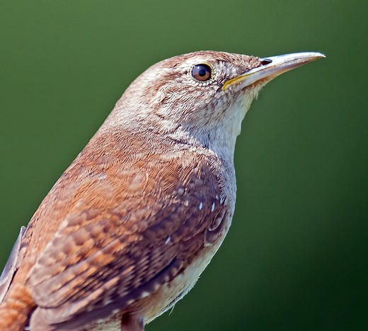 10 Wren Species in the United States! (ID Guide)