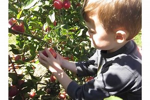 10 Pick-Your-Own Apple Spots North of Boston