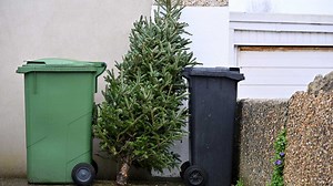 How to repurpose your Christmas Tree across Baltimore area in 2025