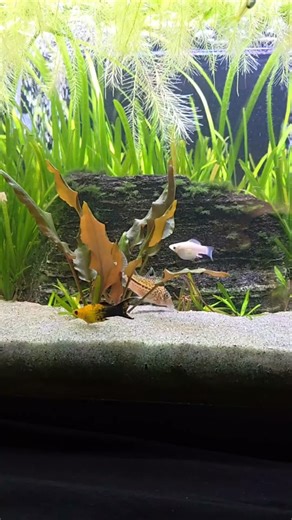 🐟Aquarium Live Stream 4U🌿#Shorts #Aquarium #Fishtank