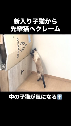 猫もプライバシーは大事らしい。