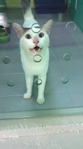 1.3K views · 40 reactions | A sterilised male cat(Buddy)available for adoption. Very friendly & vocal. If you are can give him a loving home, pls contact us at 6316 6628/ 8666 1388. | Pet Boarding Centre | Facebook