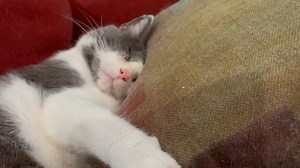 Posted 8/23/25 Wylie’s Busy Day… 😻 | Bryan Busby KMBC