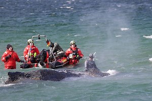 Wal Timmy wird sterben! Wie kann sowas in Zukunft verhindern werden?