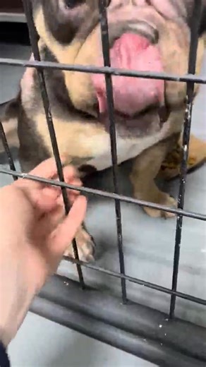 This sweet boy was found as a stray, and despite being in obvious pain, he is still incredibly gentle and trusting. We don’t know what his life looked like before coming to us — but we do know he has been uncomfortable for a long time. Our veterinary team diagnosed him with severe pyoderma, a painful bacterial skin infection that causes raw, inflamed skin and pus-filled sores. He was also covered in fleas, which only made everything feel so much worse. When he first arrived, his skin was so dama