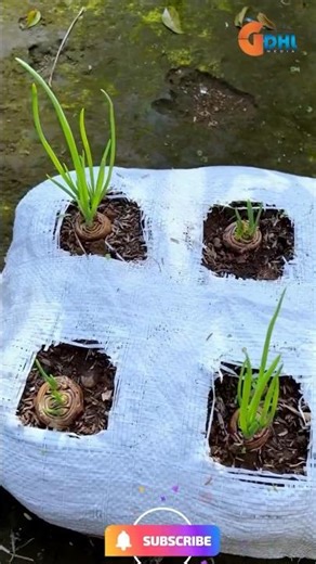 Quickest way growing onions #shorts #garden #trending