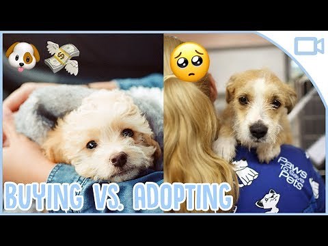 Buying vs Adopting a Dog!
