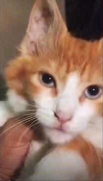 We got to Celebrate our differences! Meow 😂 | Funny Cat Meme #3