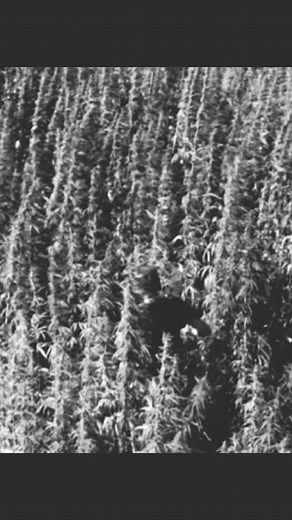 #hemp #history | Facts about Hemp