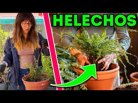 🌿 5 TRUCOS para CUIDAR HELECHOS y RECUPERARLOS de la MUERTE 💚