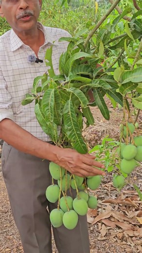 Here is our local mango farming #mango #mangovarieties #fruitfarming