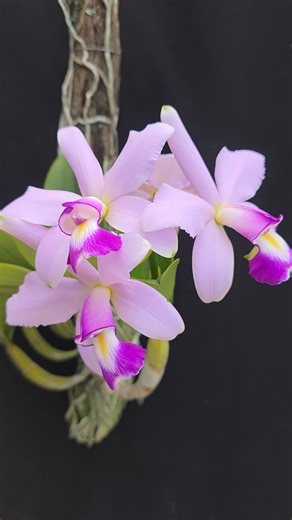 Cattleya violacea var. coerulea 'KS1' x 'KS2' It is a specific cross of two select "blue" form strains of the Cattleya violacea species. This crossing is likely intended to produce high-quality offspring with strong, desirable "blue" (lavender) coloration and robust growth characteristics. It is a rare orchid variety known for its light blue-lavender flowers, which are prized for their beauty and fragrance. #cattleya #anggrek #coerulea #orchids #orchidee #orquideas #flowers #garden #kebun #tanam