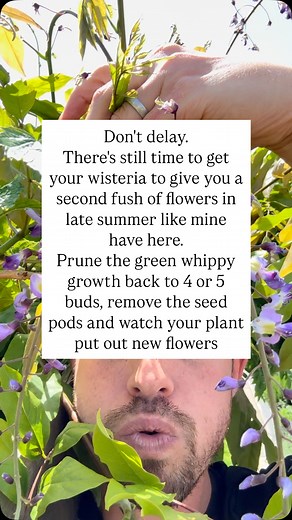 How to summer prune wisteria #gardening | The Michael Griffiths