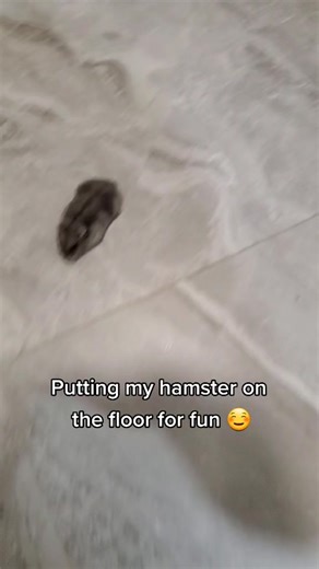 Hamster Escape: A Funny Rodent Exterminator's Nightmare