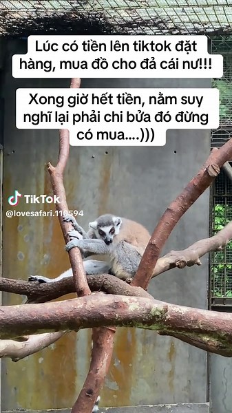 Love Safari trên TikTok