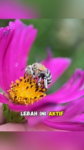 123K views · 1.6K reactions | Amegilla chlorocyanea | Lebah yang bersarang di bawah tanah‼️ | #Amegillachlorocyanea #lebah #lebahberpitabiru #lebahliar #lebahmadu #bee #bees #wildlife #wildlifephotography #faktamenarik #faktaunikhewan #reelsvideo | Porco Project | Facebook