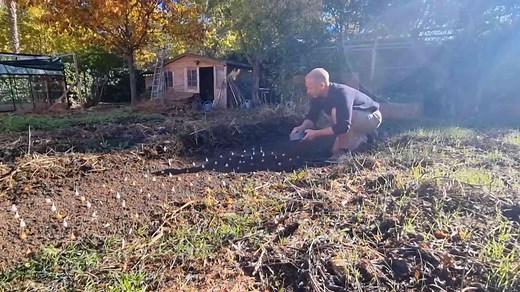 Oignons au potager : semis, bulbilles et paillage