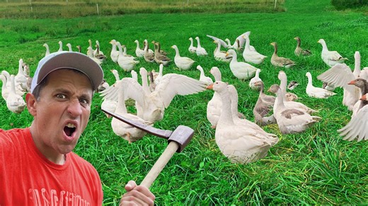 Why Geese Are Called the Honking Lawn Mowers of Farms