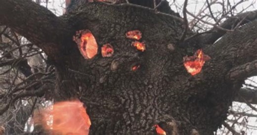 Tree burns from the inside out in Oklahoma wildfires