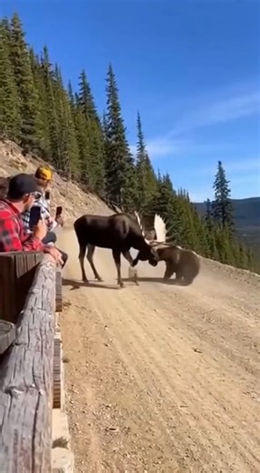 Yellowstone National Park – USA An intense wildlife encounter was reportedly captured at Yellowstone after a moose was seen attacking a bear near a steep cliffside, ending with the bear being forced backward and tumbling down the edge. Witnesses say the bear appeared to get too close, possibly approaching the moose’s territory, when the moose suddenly charged with full force. Footage shows the moose driving the bear back step by step, refusing to stop as the bear tried to regain footing. Within 