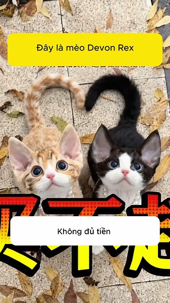 Top các giống mèo đáng nuôi nhất, có con nhìn là mê ngay