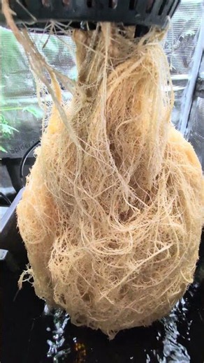 Von oben unsichtbar – unten ein Monster 😳