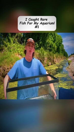 Netting Fish for My Aquarium in a Hidden Creek