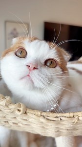 8.7K views · 152 reactions | Cats deserve to have cute stuff too, but the pet store just don’t have a great variety for our feline friends:( I offer these in a breakaway option as well for those that want to be extra safe殺 I have these listed in my Etsy store at PrettyKittyCore or you can follow the  on my page introduction✨殺 #catlovers #catmom #crazycatlady #CatDad #cats #catlady #catcollars #cataccessories #cat | Pretty Kitty Cattery | Facebook