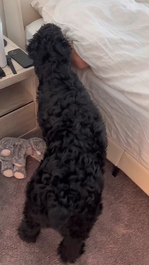 A Day in the Life of a Giant Schnauzer Puppy