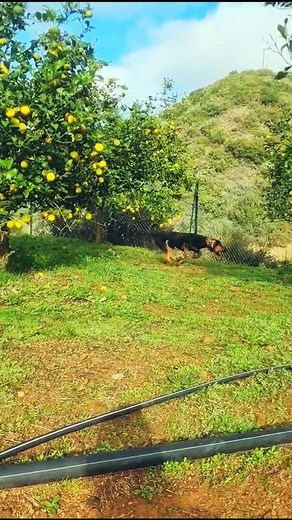 rabbit vs pointer dog big Chase, big Hunt। #tranding #puppy #beaglecrew #pointerdog #shorts #chase